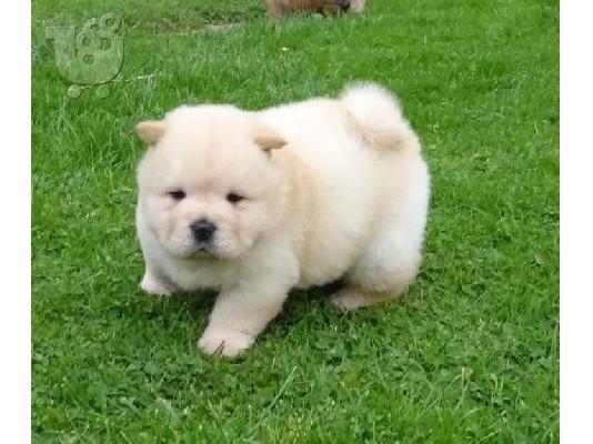 Chow Chow κουτάβια διαθέσιμα.